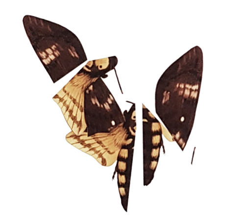 Visit event ARK